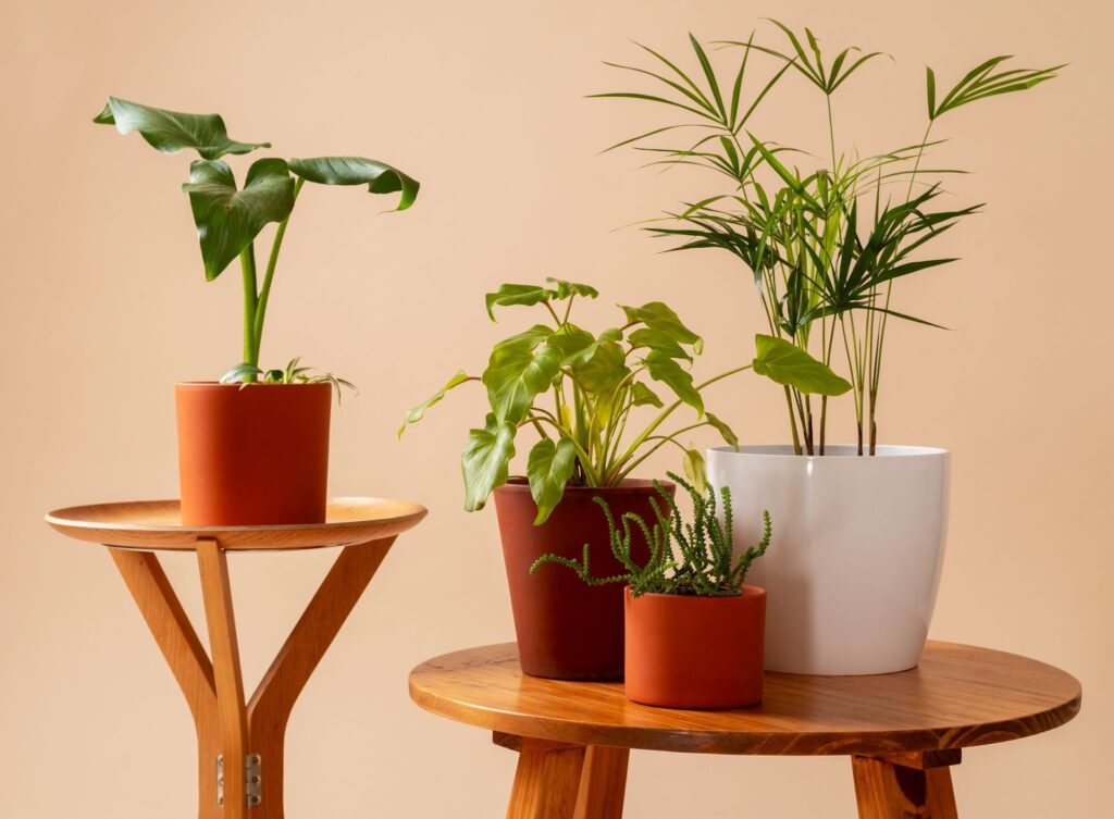 Best Indoor Plants That Help Improve Air Quality